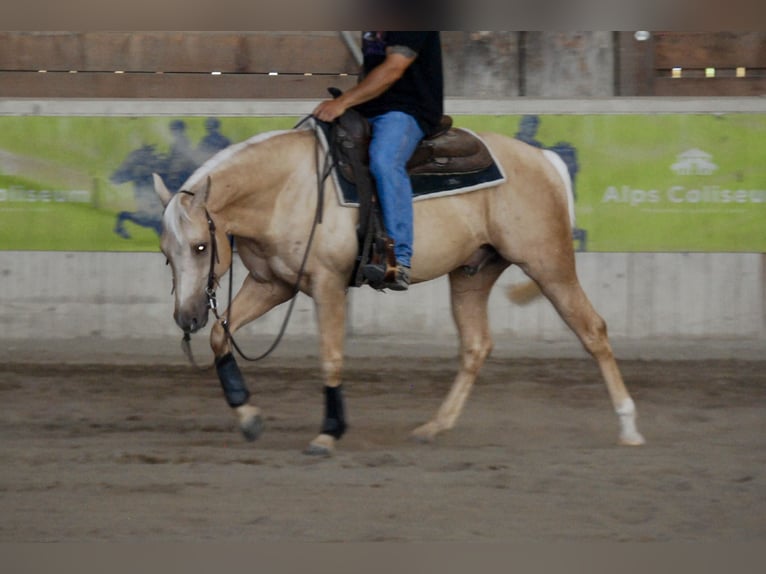 American Quarter Horse Ogier 3 lat 145 cm Izabelowata in Bolzano
