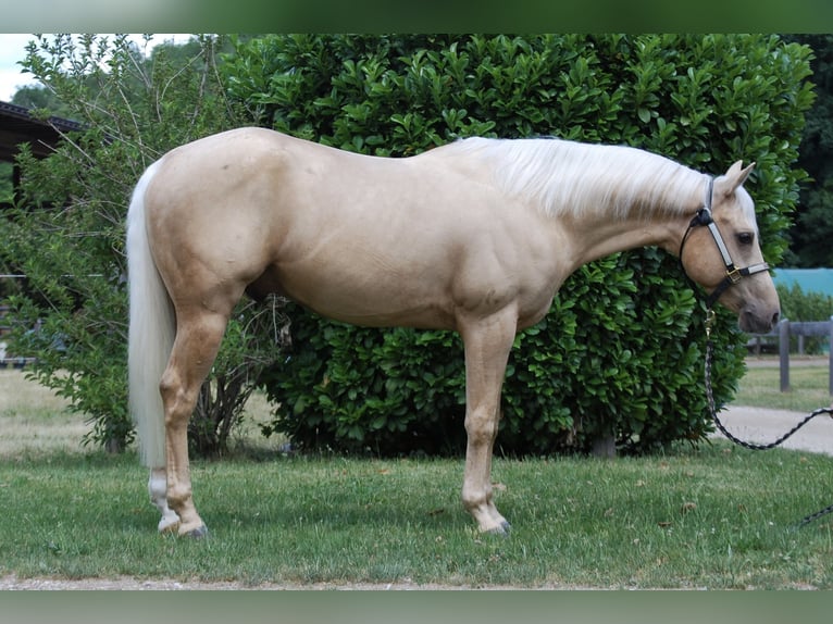 American Quarter Horse Ogier 3 lat 145 cm Izabelowata in Bolzano