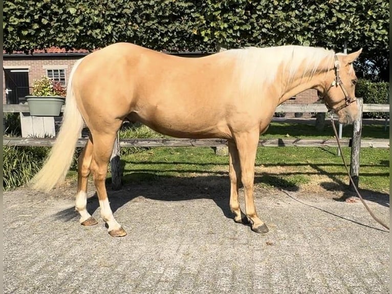 American Quarter Horse Ogier 3 lat 146 cm Izabelowata in Barneveld