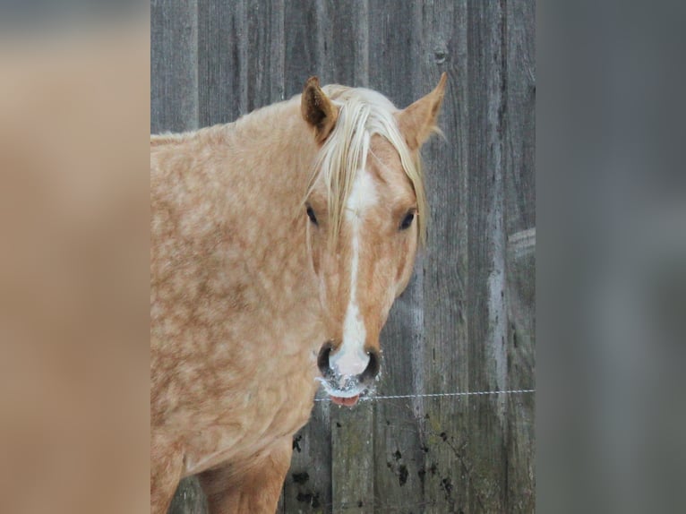 American Quarter Horse Ogier 3 lat 147 cm Izabelowata in Offenhausen