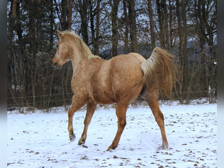 American Quarter Horse Ogier 3 lat 147 cm Izabelowata in Offenhausen