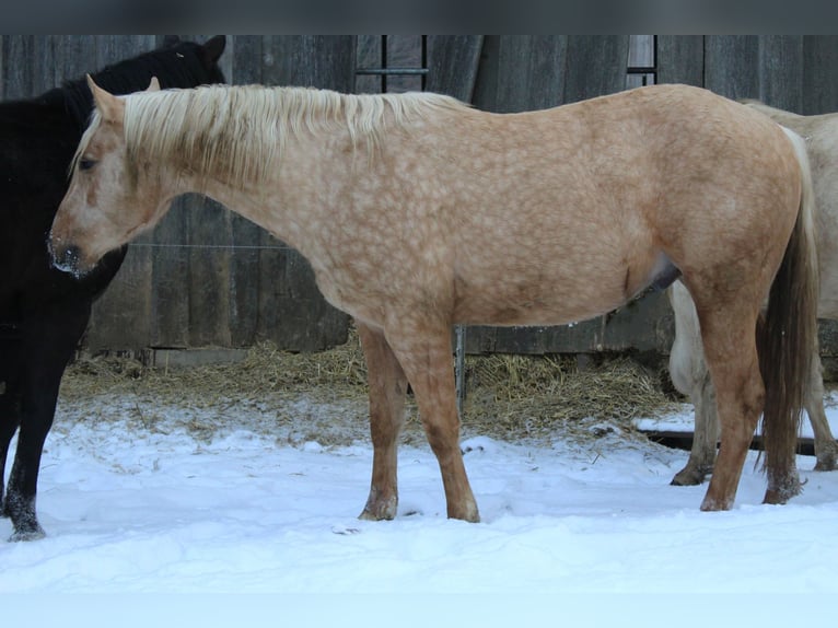 American Quarter Horse Ogier 3 lat 147 cm Izabelowata in Offenhausen
