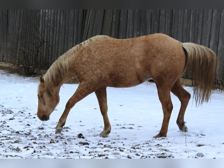 American Quarter Horse Ogier 3 lat 147 cm Izabelowata in Offenhausen