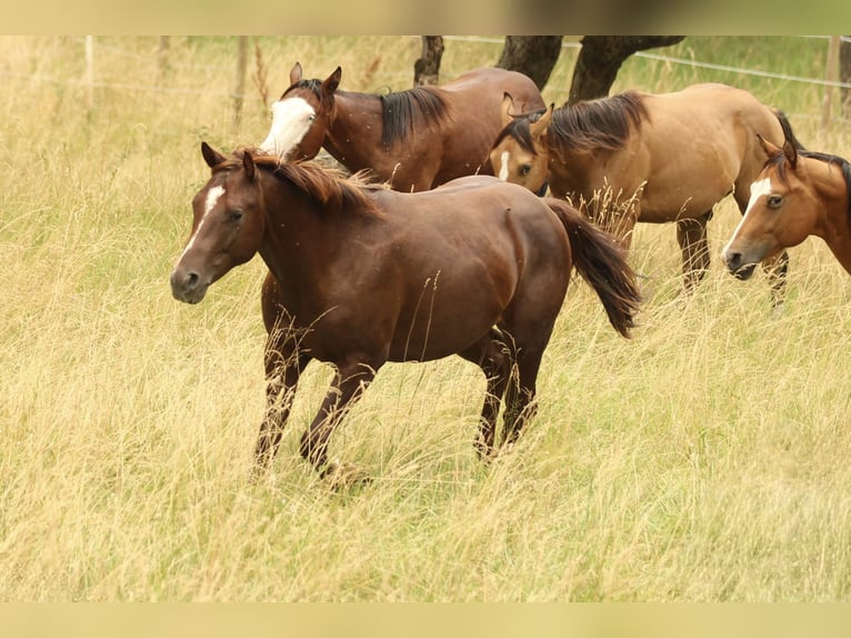 American Quarter Horse Ogier 3 lat 148 cm Ciemnokasztanowata in Waldshut-Tiengen