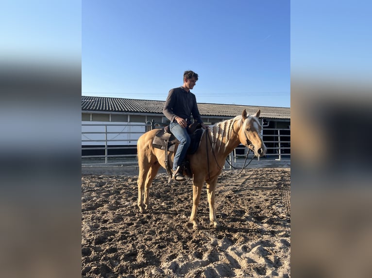 American Quarter Horse Ogier 3 lat 148 cm Izabelowata in Kappelen