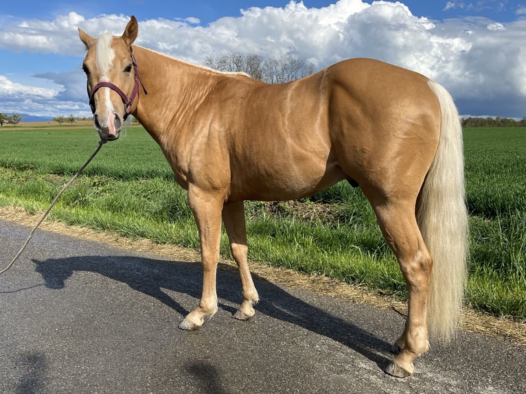 American Quarter Horse Ogier 3 lat 148 cm Izabelowata in Kappelen