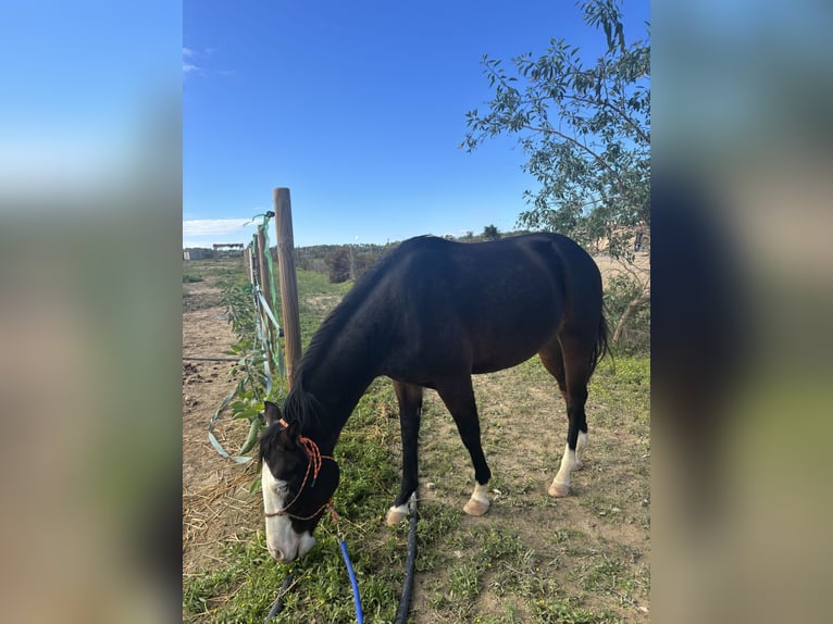 American Quarter Horse Ogier 3 lat 148 cm Skarogniada in Palma