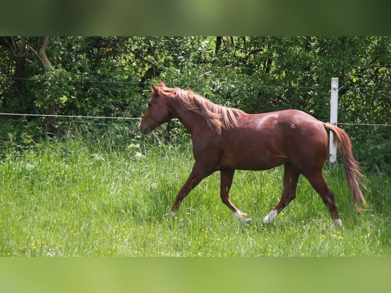 American Quarter Horse Ogier 3 lat 150 cm Kasztanowata in Langenbach