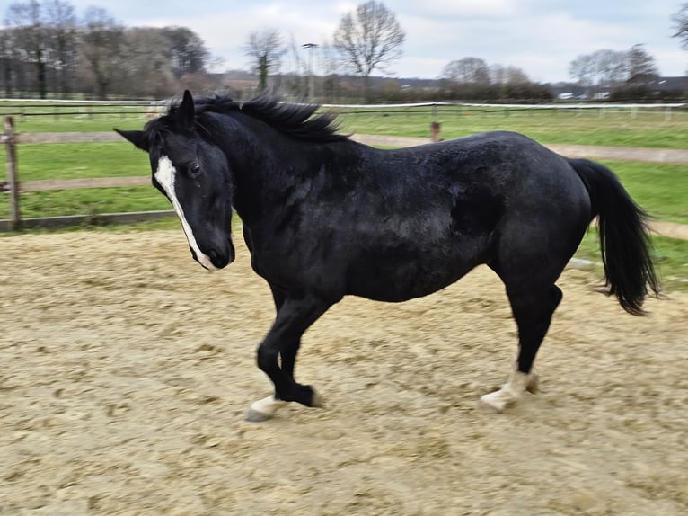 American Quarter Horse Ogier 3 lat 152 cm Ciemnogniada in Havixbeck
