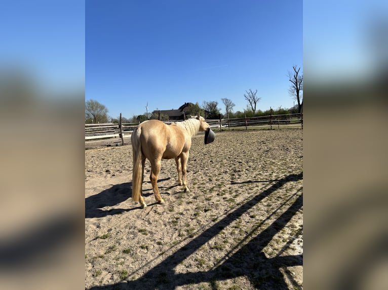 American Quarter Horse Ogier 3 lat 152 cm Izabelowata in Rheurdt