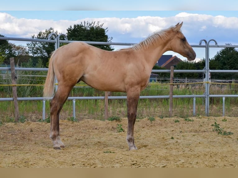 American Quarter Horse Ogier 3 lat 152 cm Izabelowata in Rheurdt