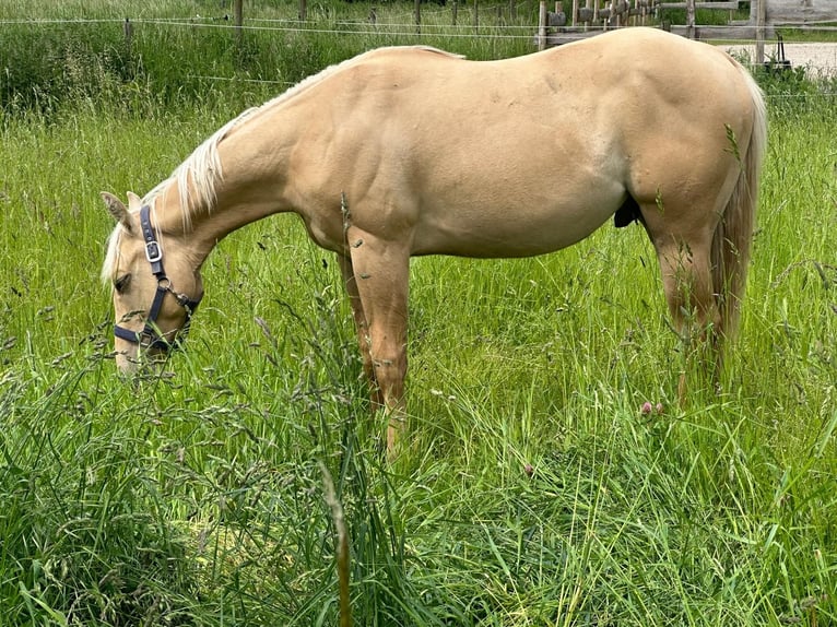 American Quarter Horse Ogier 3 lat 152 cm Izabelowata in Rheurdt