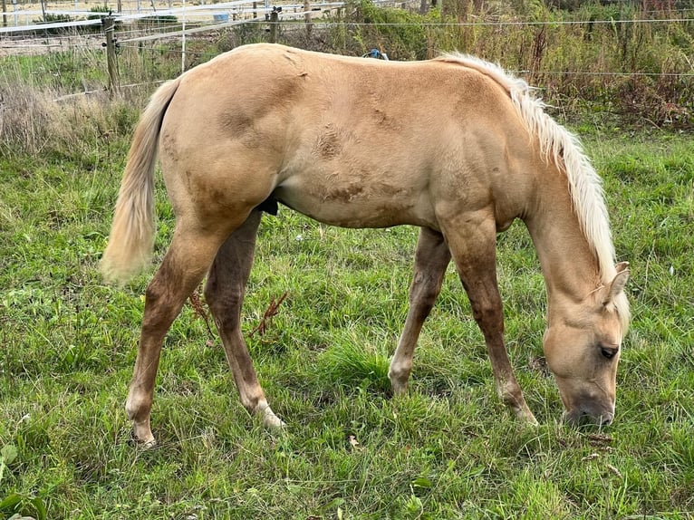 American Quarter Horse Ogier 3 lat 152 cm Izabelowata in Rheurdt