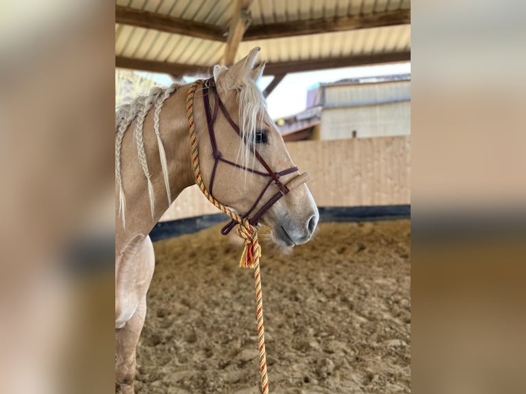 American Quarter Horse Ogier 3 lat 152 cm Izabelowata in Rheurdt