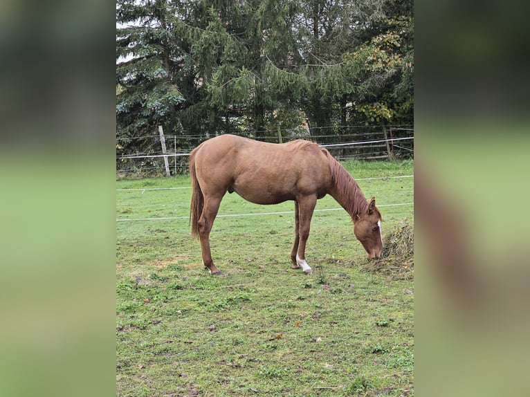 American Quarter Horse Ogier 3 lat 154 cm Bułana in Oberthulba