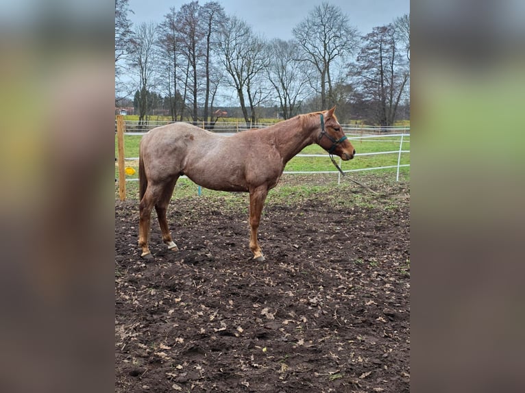 American Quarter Horse Ogier 3 lat 160 cm Kasztanowatodereszowata in Winsen (Aller)