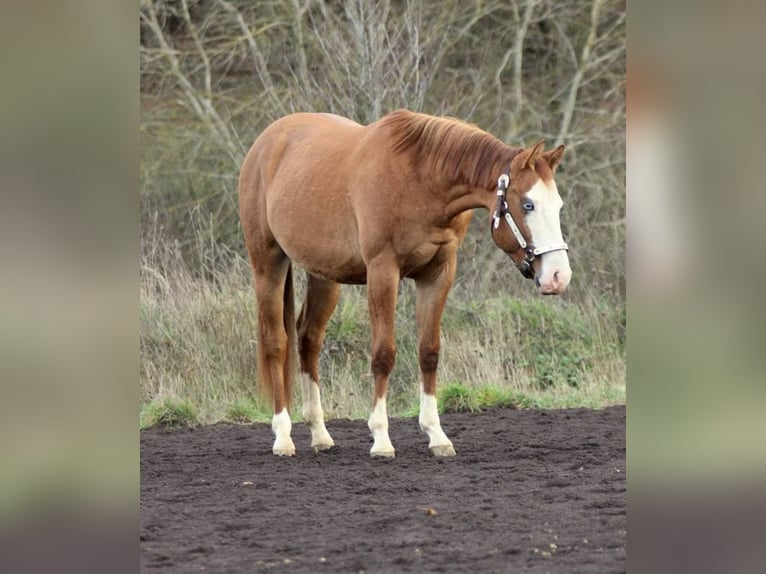 American Quarter Horse Ogier 3 lat Bułana in Bell