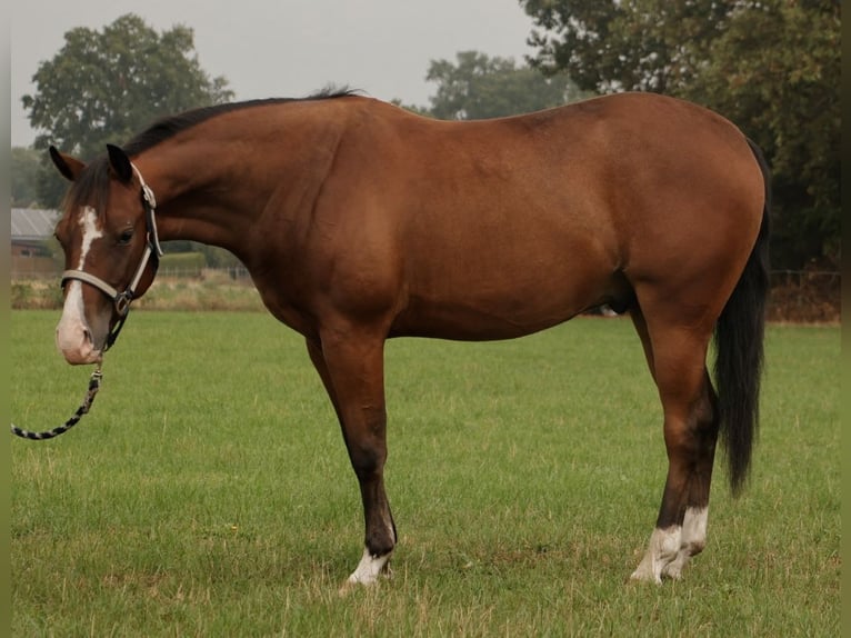 American Quarter Horse Ogier 3 lat Gniada in Haren
