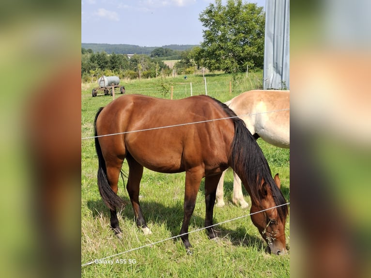 American Quarter Horse Ogier 3 lat Gniada in Frankfurt am Main