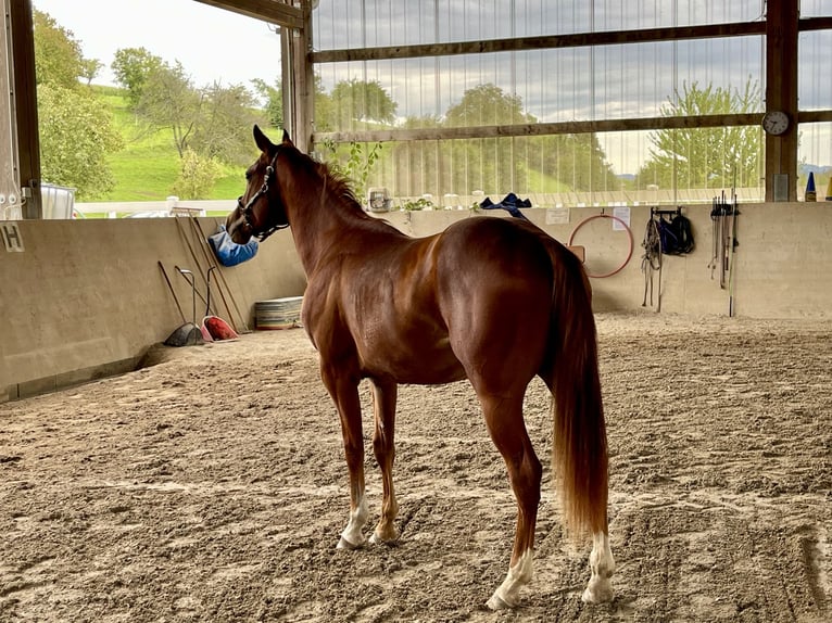 American Quarter Horse Ogier 3 lat Kasztanowata in Rheinfelden