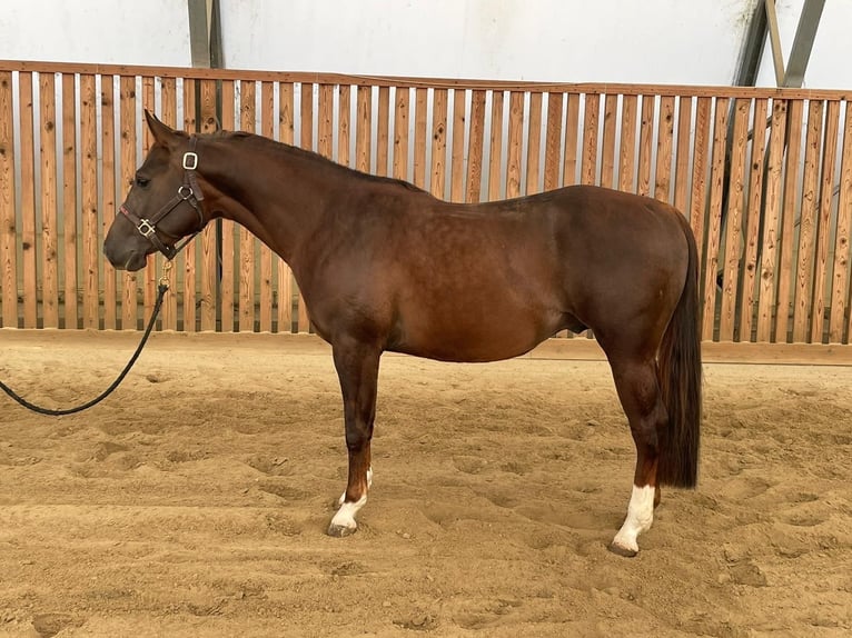 American Quarter Horse Ogier 3 lat Kasztanowata in Bassano Romano