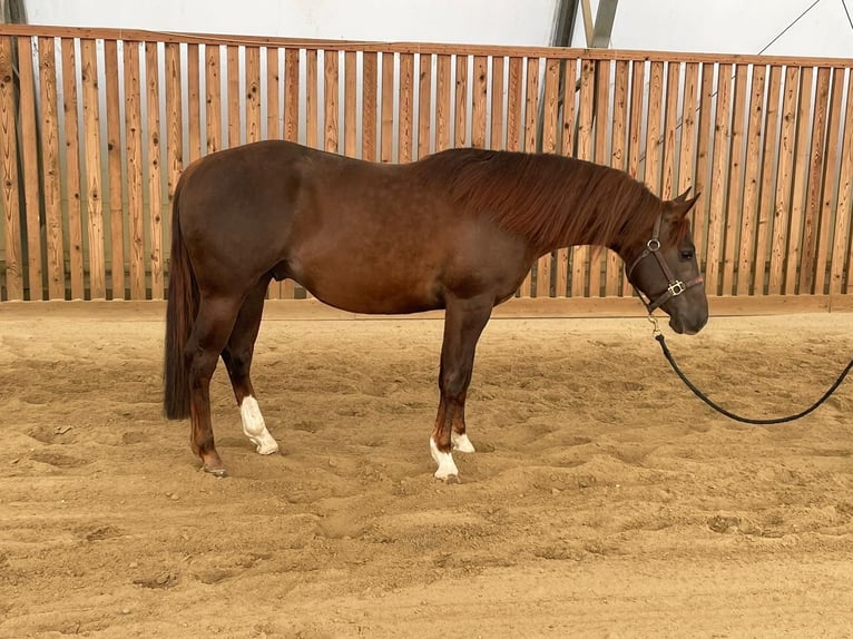 American Quarter Horse Ogier 3 lat Kasztanowata in Bassano Romano