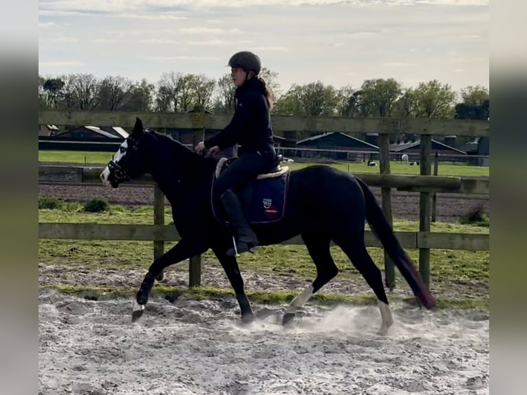 American Quarter Horse Ogier 4 lat 140 cm Kara in Barneveld