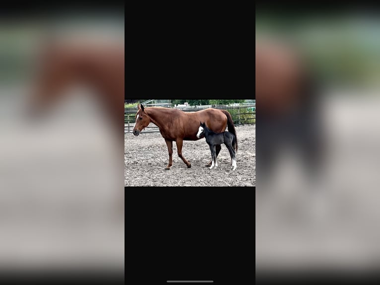 American Quarter Horse Ogier 4 lat 140 cm Kara in Barneveld