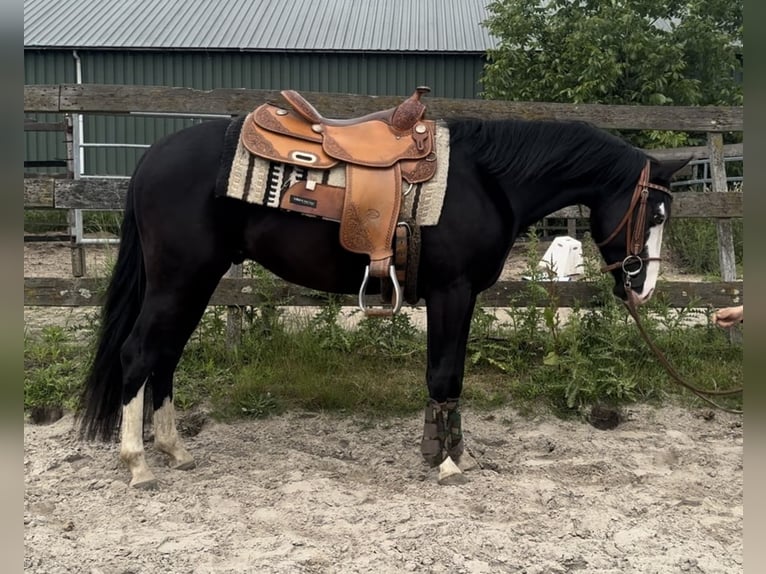 American Quarter Horse Ogier 4 lat 140 cm Kara in Barneveld