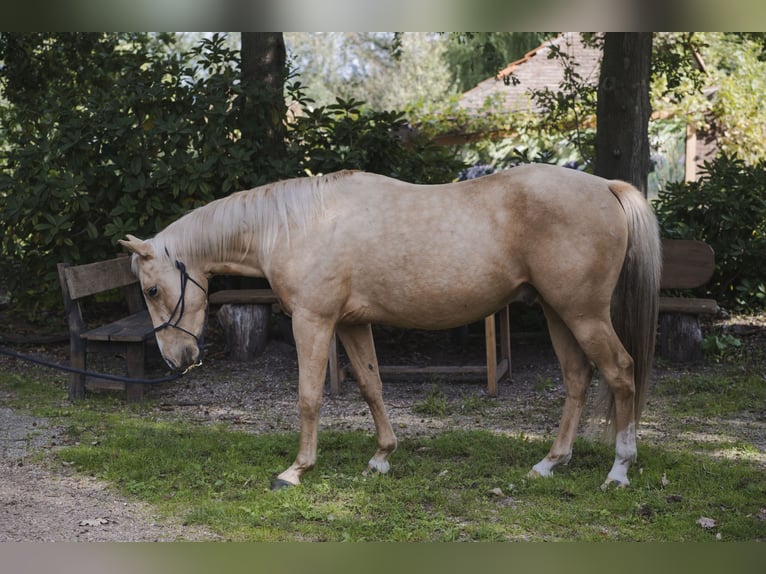 American Quarter Horse Ogier 4 lat 145 cm Izabelowata in Wouwse Plantage