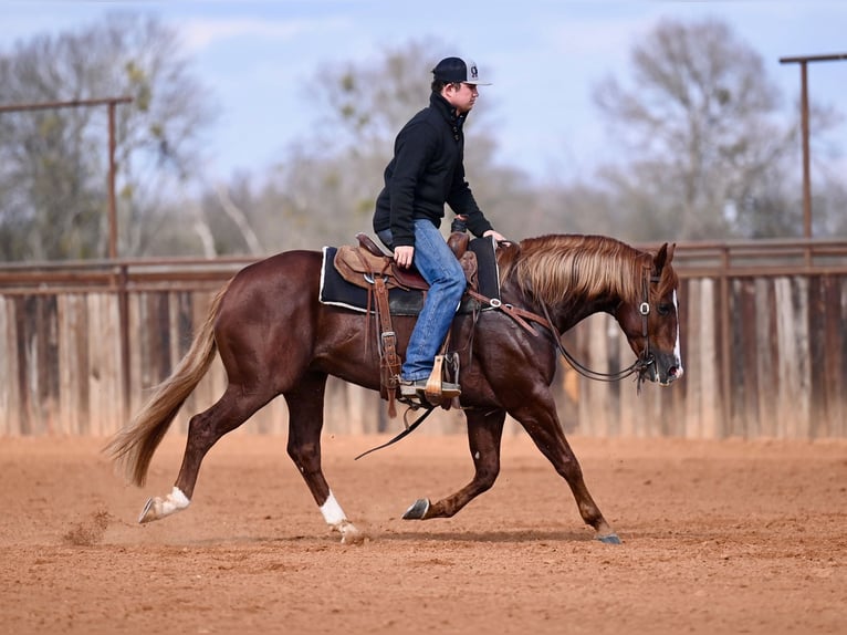 American Quarter Horse Ogier 4 lat 147 cm Cisawa in Waco