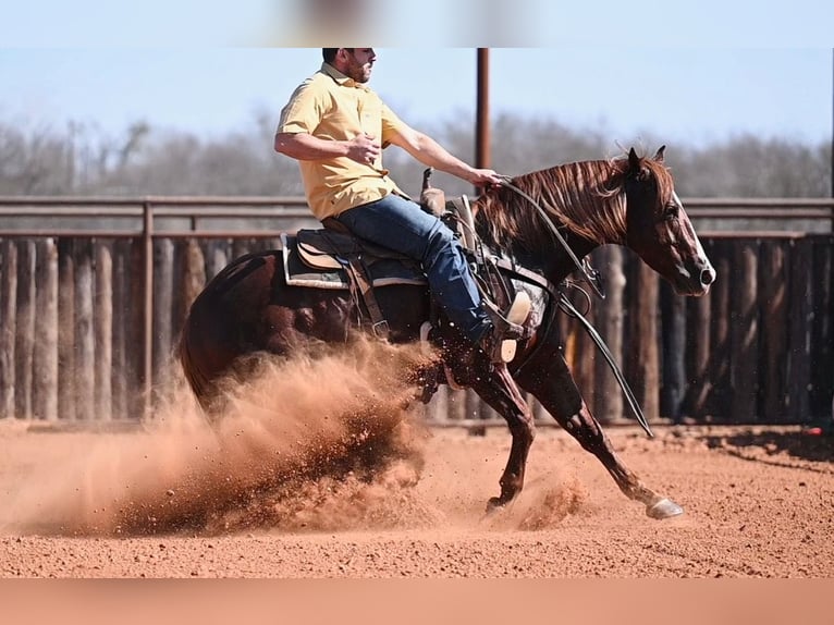 American Quarter Horse Ogier 4 lat 147 cm Cisawa in Waco