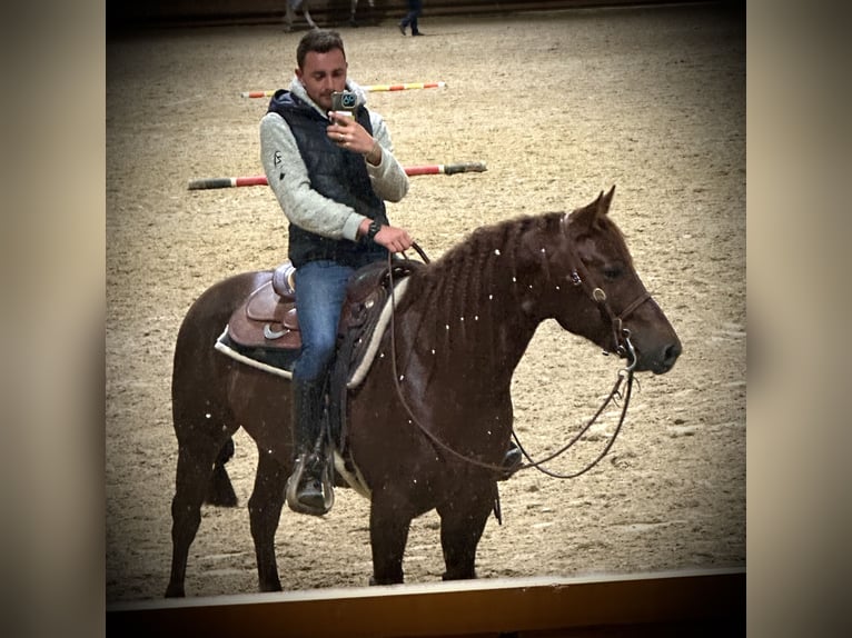 American Quarter Horse Ogier 4 lat 148 cm Ciemnokasztanowata in Eppan