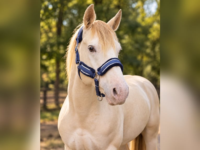 American Quarter Horse Ogier 4 lat 155 cm Szampańska in Gangelt