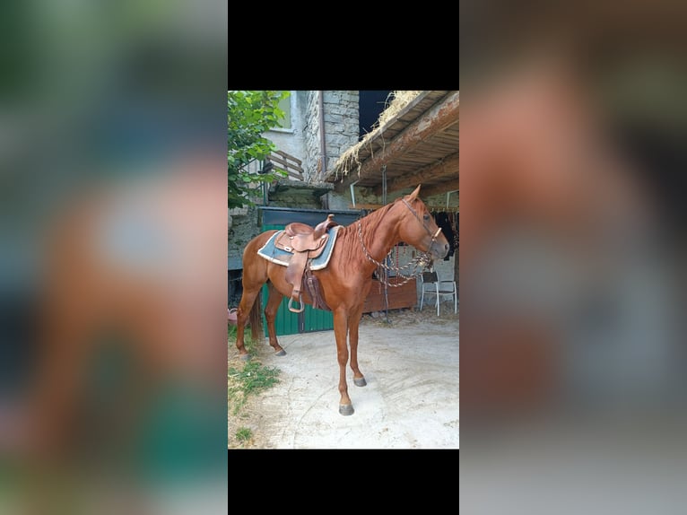 American Quarter Horse Ogier 4 lat 156 cm Kasztanowata in Samolaco