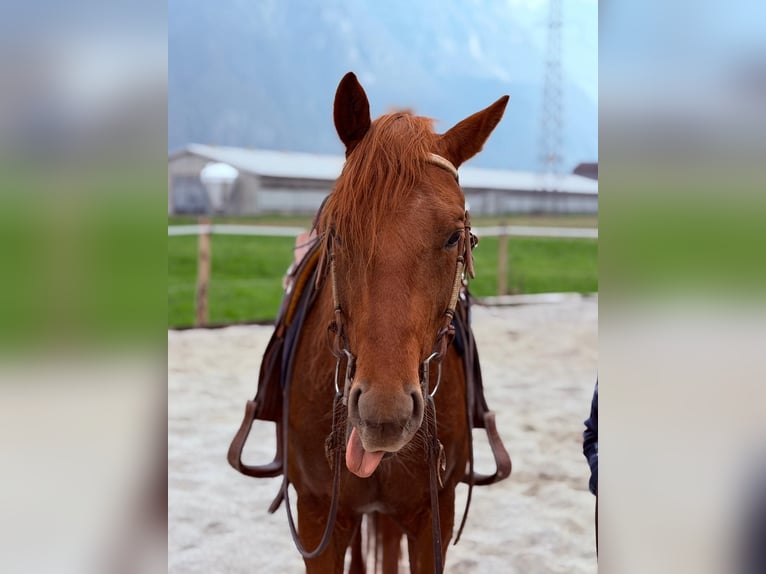 American Quarter Horse Ogier 4 lat 156 cm Kasztanowata in Samolaco