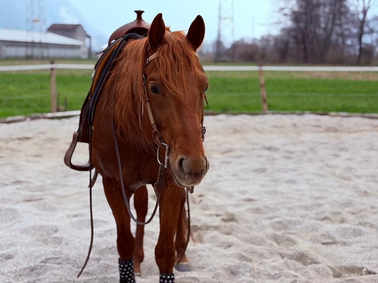 American Quarter Horse Ogier 4 lat 156 cm Kasztanowata in Samolaco
