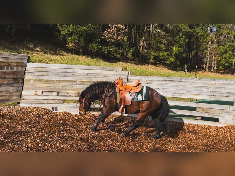 American Quarter Horse Mix Ogier 5 lat 143 cm Gniada in Aufseß