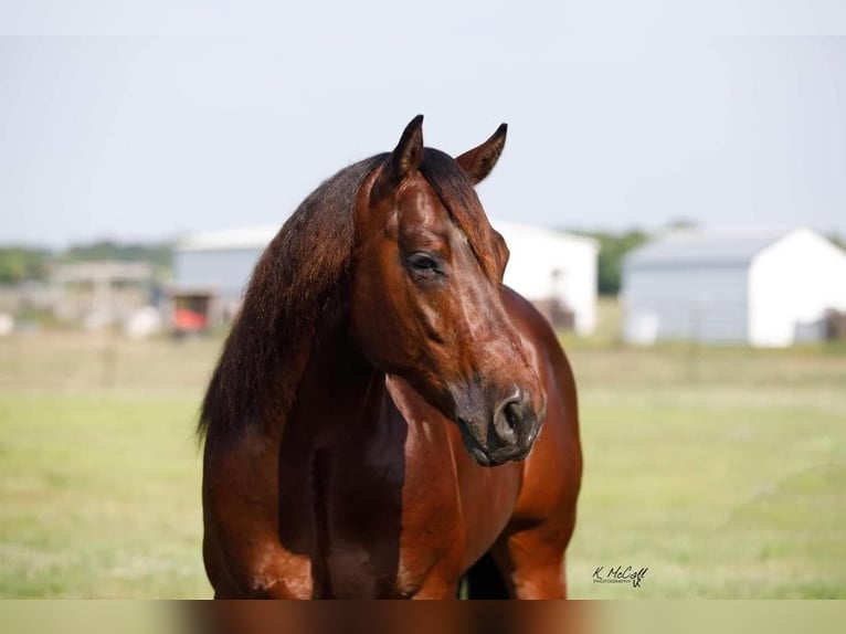 American Quarter Horse Ogier 5 lat 147 cm Gniada in Leonard, TX