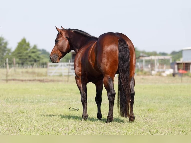 American Quarter Horse Ogier 5 lat 147 cm Gniada in Leonard, TX