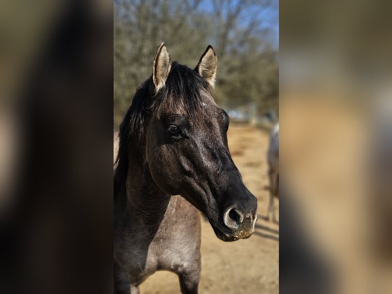 American Quarter Horse Ogier 5 lat 148 cm Grullo in Weilmünster