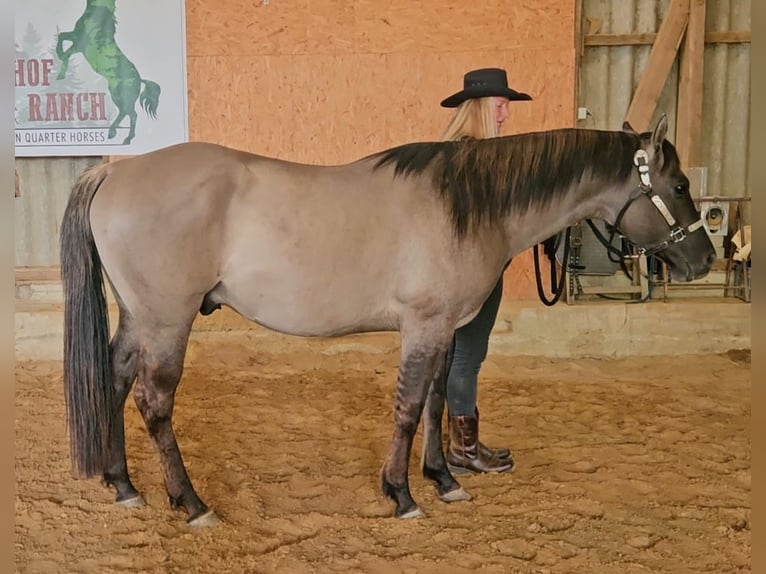 American Quarter Horse Ogier 5 lat 148 cm Grullo in Weilmünster