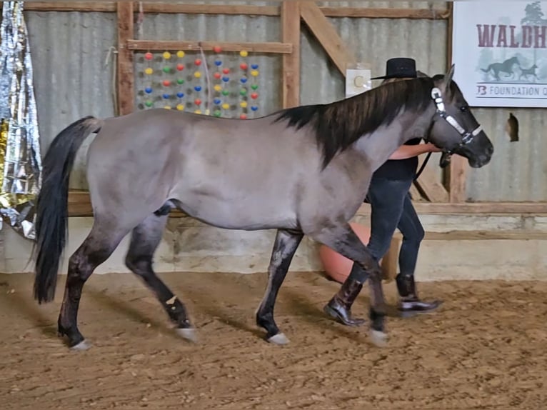American Quarter Horse Ogier 5 lat 148 cm Grullo in Weilmünster