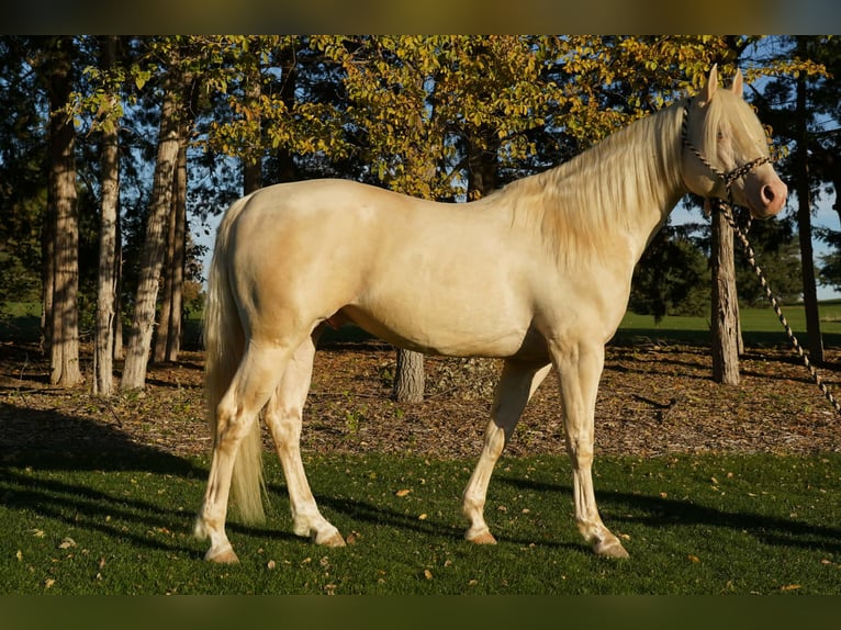 American Quarter Horse Ogier 5 lat 152 cm Cremello in Brandon