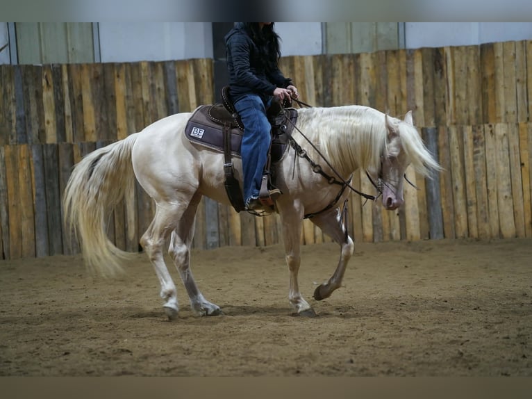 American Quarter Horse Ogier 5 lat 152 cm Cremello in Brandon
