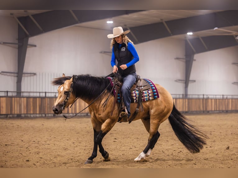 American Quarter Horse Ogier 5 lat 152 cm Jelenia in Canistota