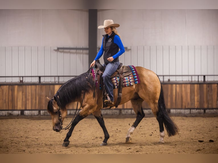 American Quarter Horse Ogier 5 lat 152 cm Jelenia in Canistota