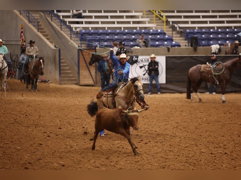American Quarter Horse Ogier 5 lat 152 cm Jelenia in Canistota