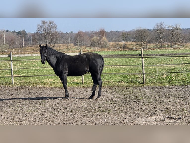 American Quarter Horse Ogier 5 lat 155 cm Kara in Loxstedt