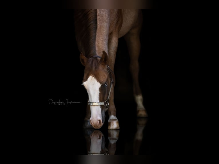 American Quarter Horse Ogier 5 lat 158 cm Kasztanowatodereszowata in Illingen